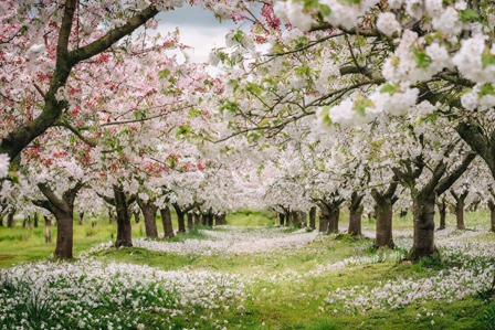Blühende Mandelgärten