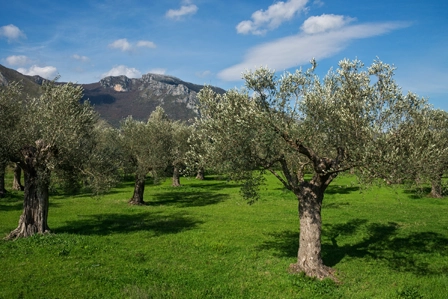 Majestätische Olivenhaine