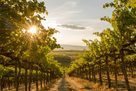 Weinberge voller Charakter